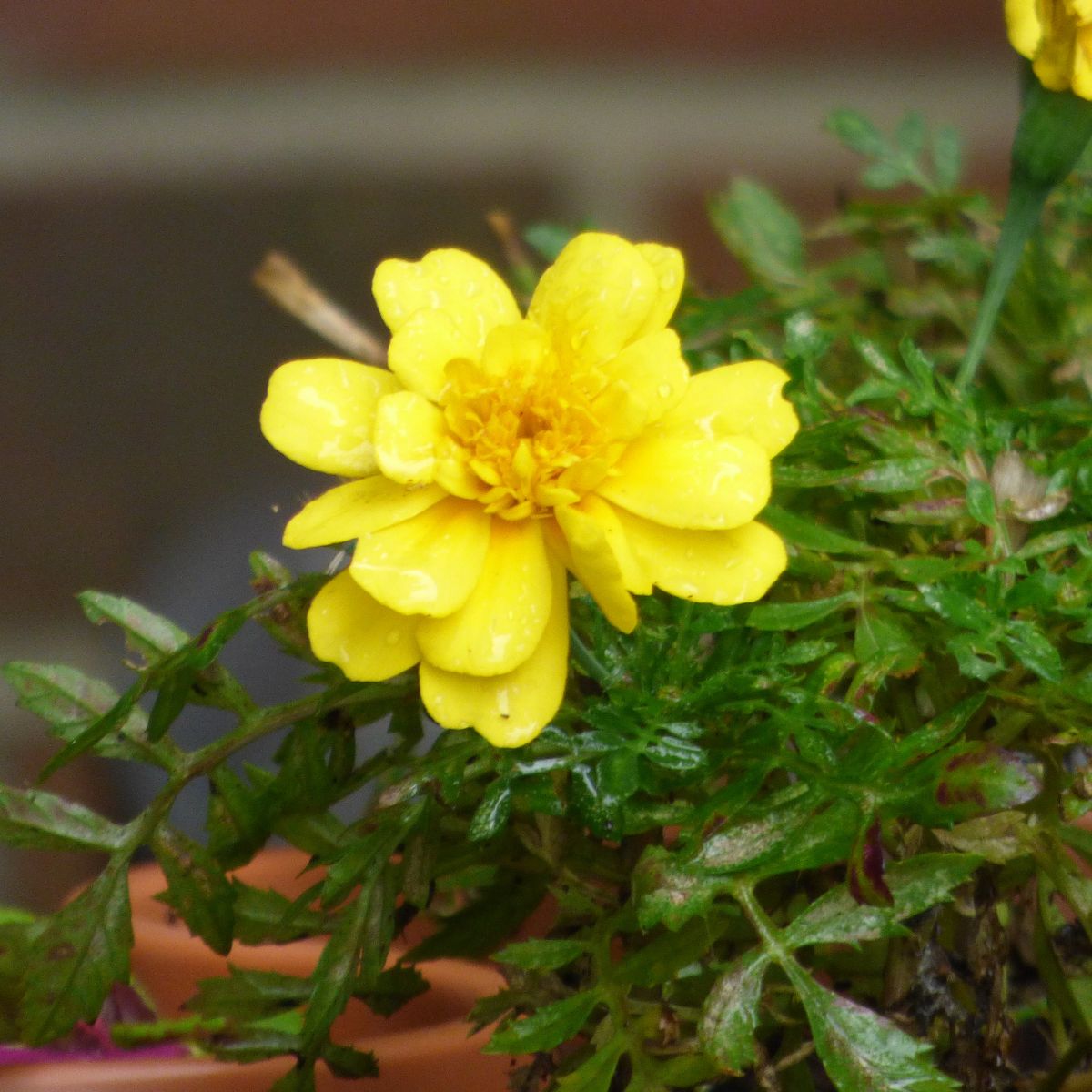 French Marigold Plant