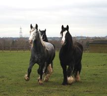 Shires_1.jpg