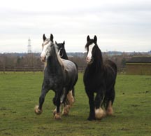 Shires_1.jpg