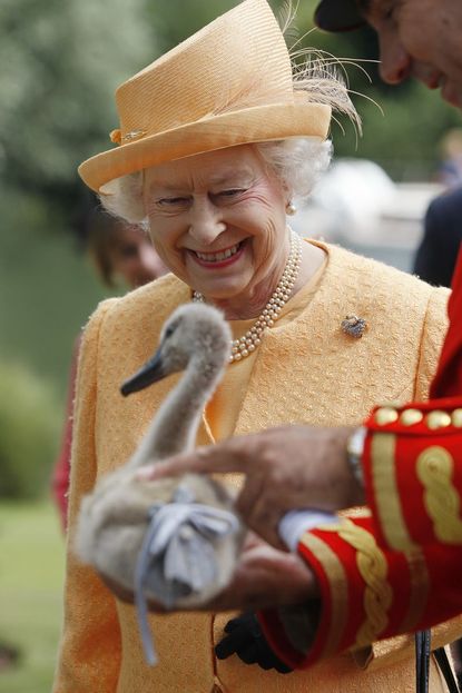 The Queen technically owns all the unmarked swans in the UK.