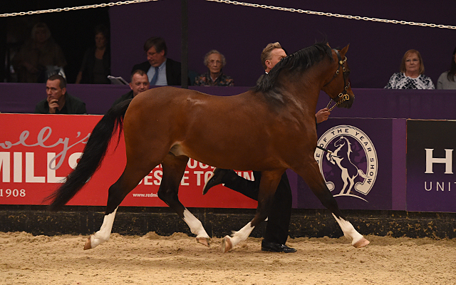 MOELGARNEDD STADROSS shown by Colin Tibbey at HOYS