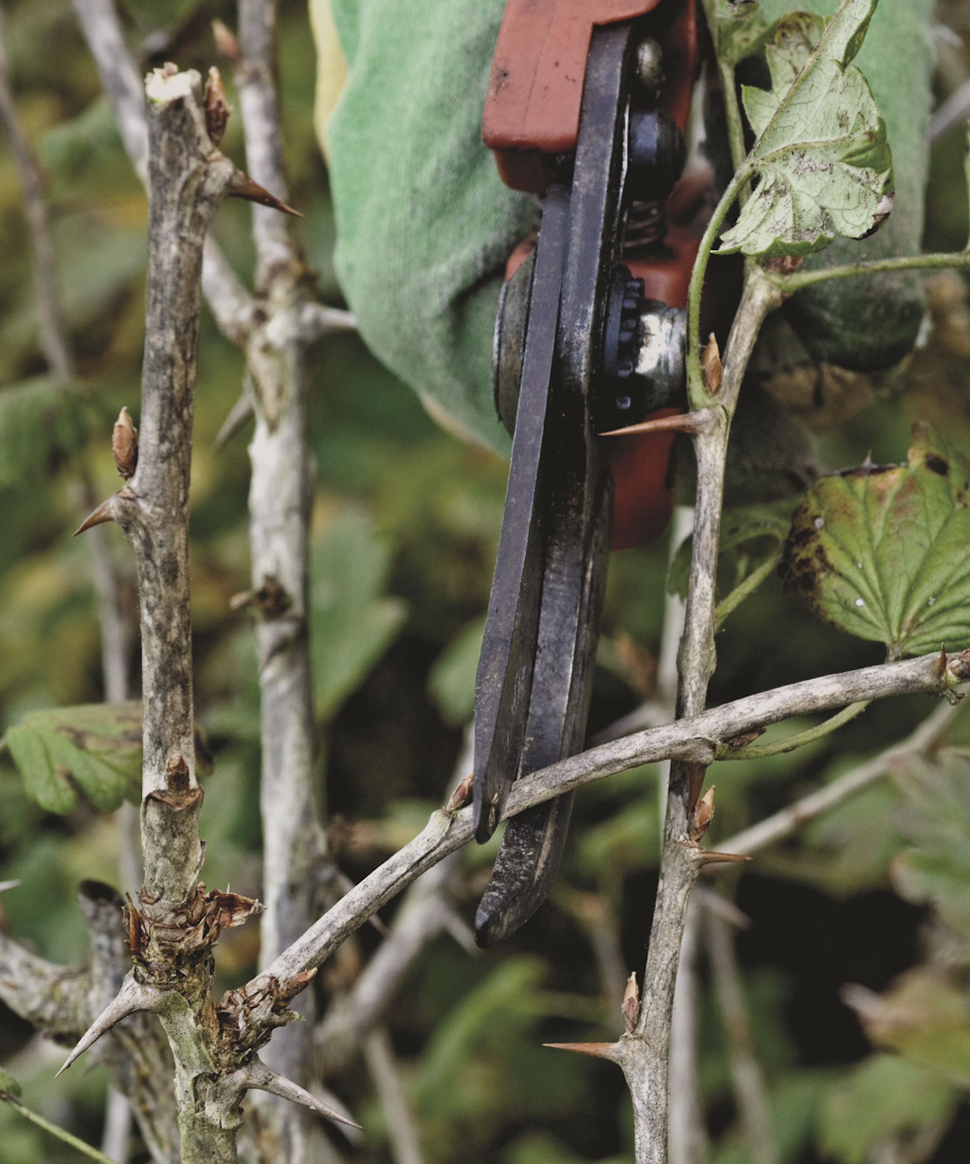 A gardener pruning a gooseberry bush with a pair of pruning shears