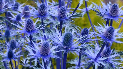 sea holly varieties Big Blue in bloom in sunny border
