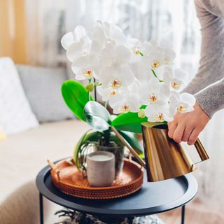 watering an indoor grown orchid