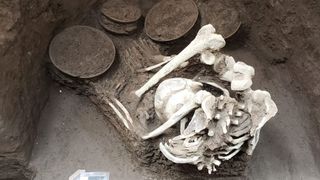 A picture of one of the human skeleton unearthed in Mexico City.