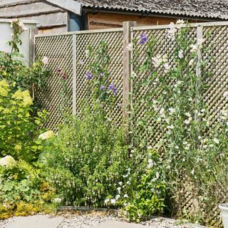 Garden trellis fence with flowering climbing plants