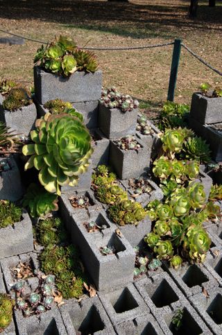 small rock garden ideas: succulents in cinder blocks