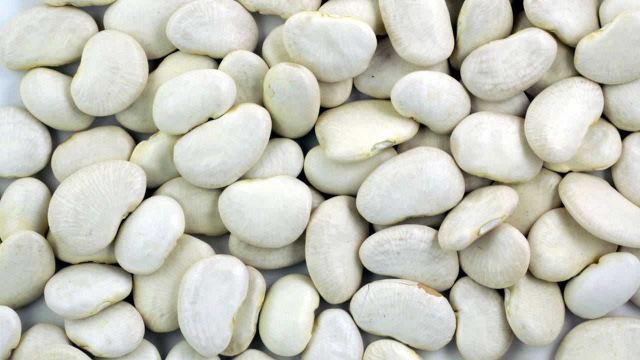 Lima beans close-up 