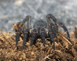 A trapdoor spider, <em>Liphistius dangrek</em>. These spiders spend most of their time in underground burrows, emerging mainly to grab prey. Their rear half is segmented, a trait visible in some of the earliest spider fossils.