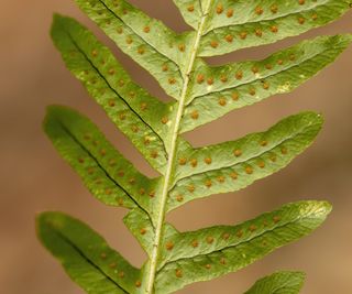 Orange spores on the underside of a polypodium fern frond