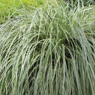 Burpee carex