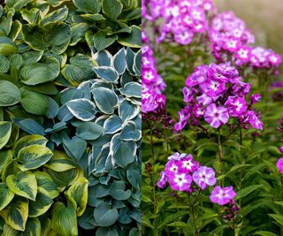 Hostas and Tall Garden Phlox