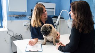 Vet talking through the result of dog food allergy tests on a Pug with owner