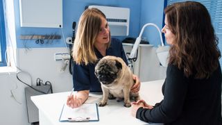 how do they do allergy testing on dogs