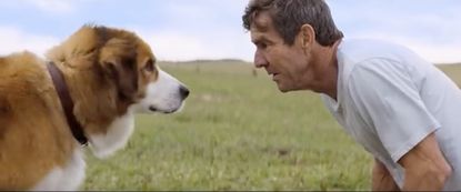 A still from the trailer for "A Dog's Purpose."