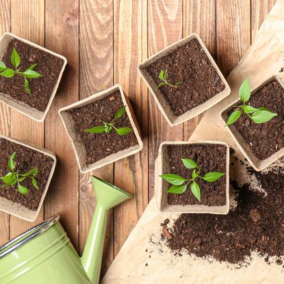 seedlings in pots of coco coir with green watering can on wooden table 