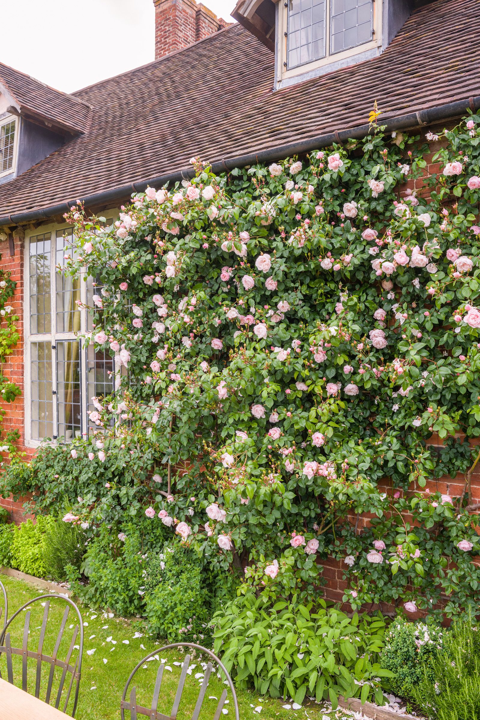 Best climbing roses find the perfect rose for your plot, plus top tips