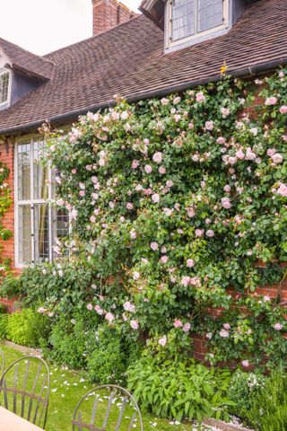 best climbing roses: The Generous Gardener David Austin Roses