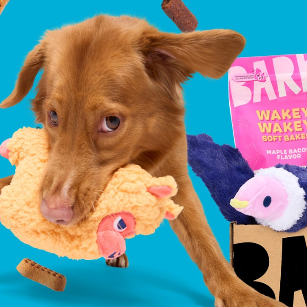 A red furred dog playing with BarkBox toys next to BarkBox treats on a blue background