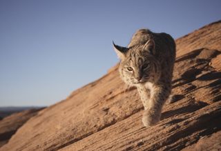 A bobcat walking across desert slickrock
