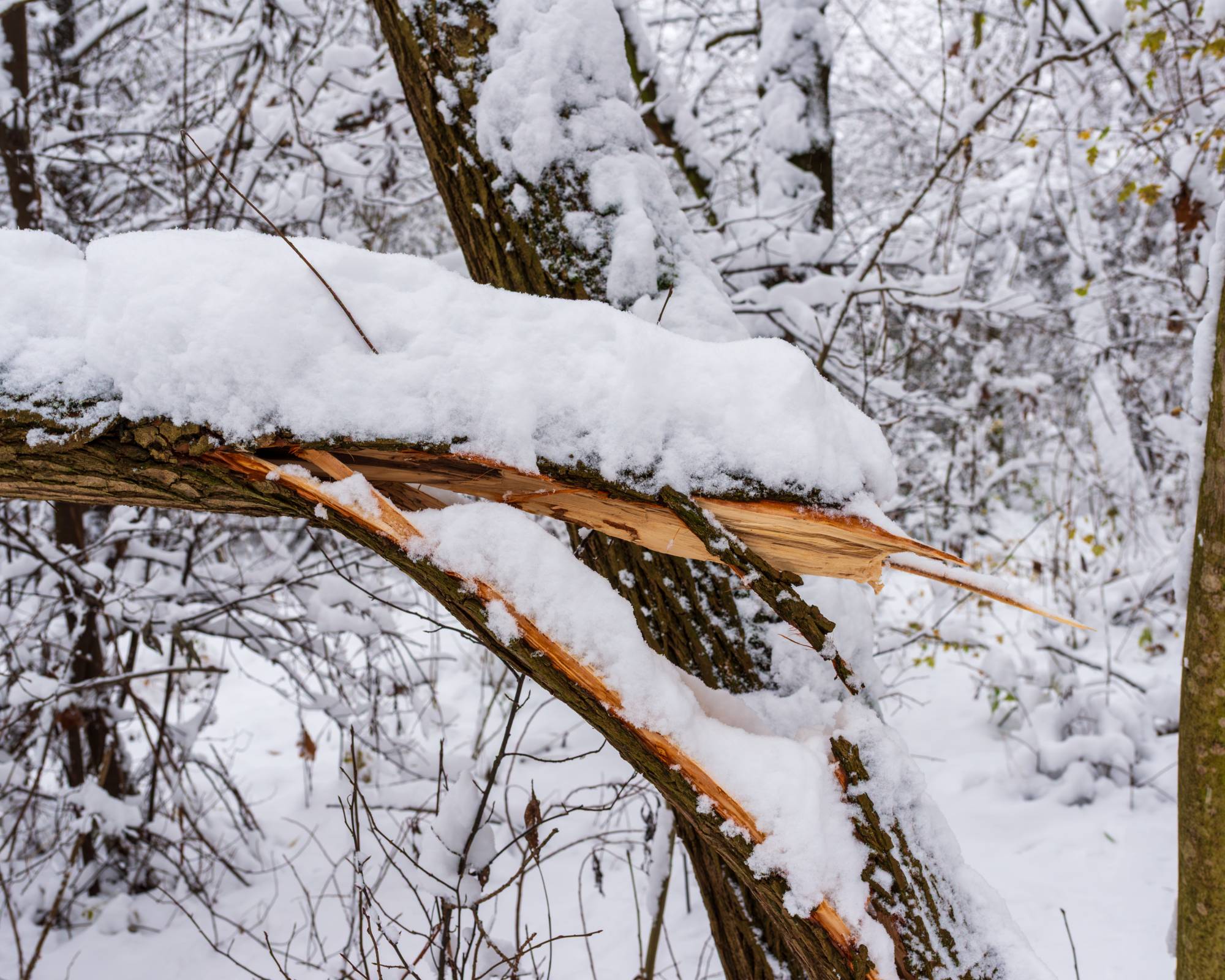Tree limb cracked under weight of snow
