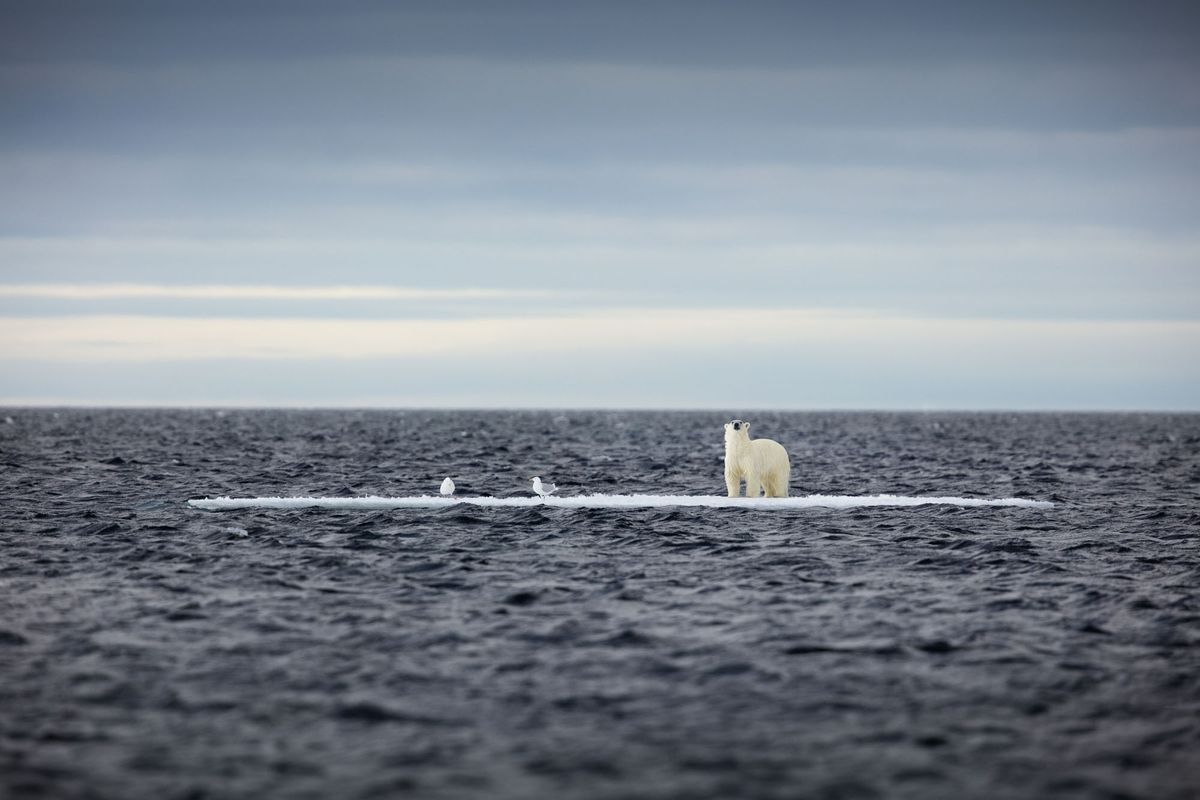 RPS Science Photographer of the Year 2020