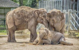 Elephants on the Move