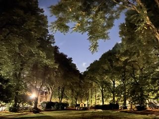 Line of trees at night, lit up by artificial lights