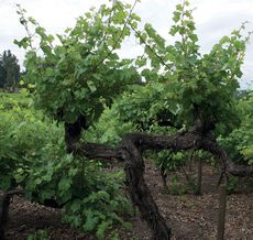 Vines planted in 1850 at Cucha Cucha winery in Chile&rsquo;s Itata