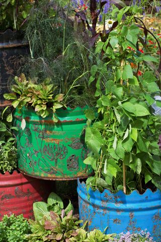 vegetables grown in upcycled vintage vegetable garden containers