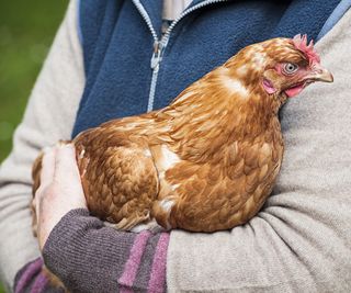 Close-up of a free-range hen being held carefully in a woman's arms
