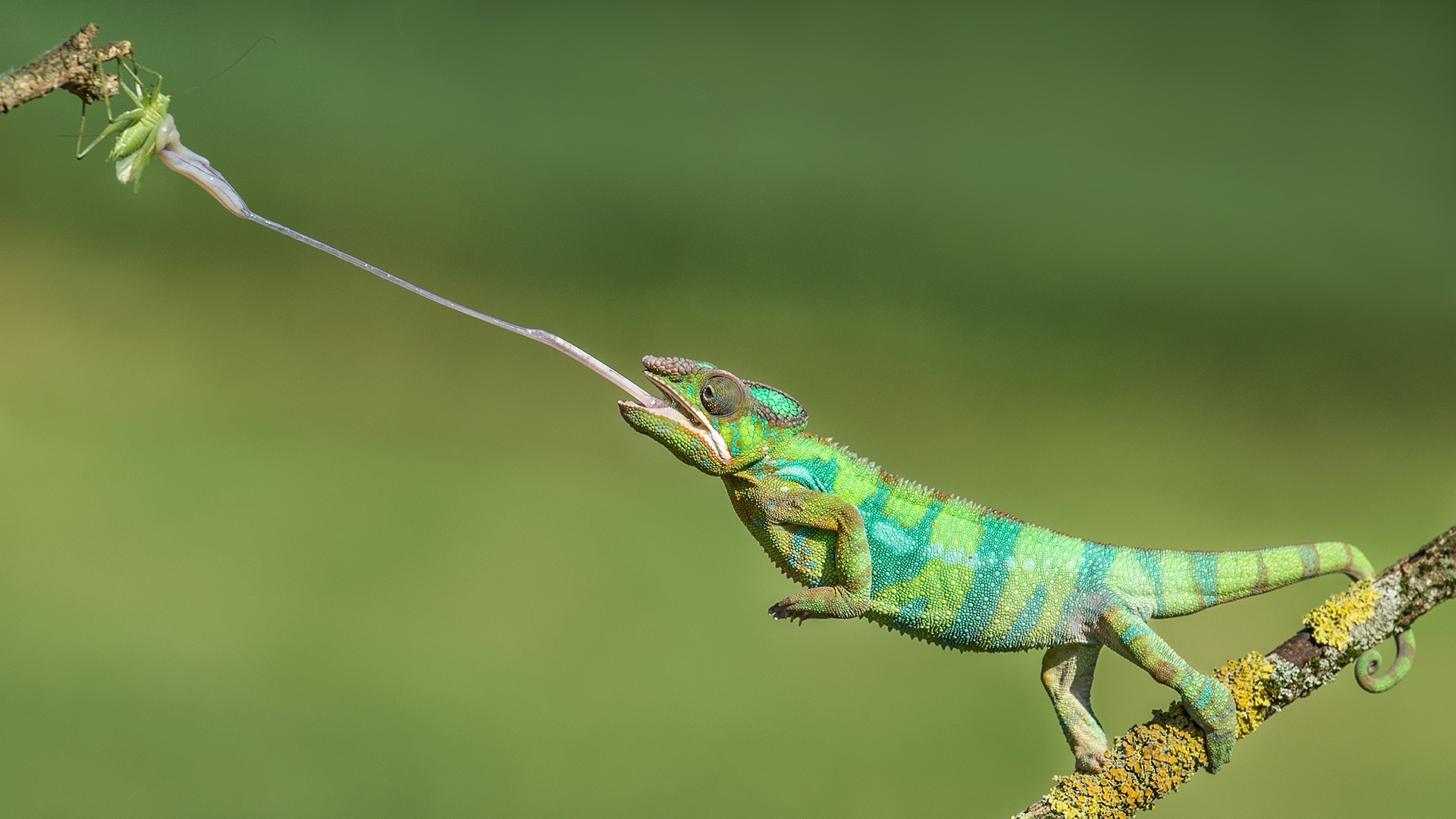 A chameleon catches a bug with its long tongue