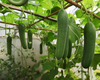 cucumbers in greenhouse