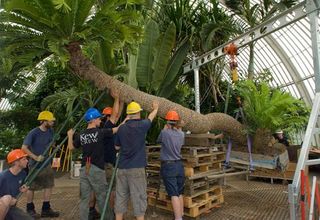 The cycad was most recently repotted in 2009.