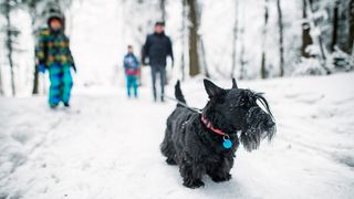 Family walking dog in the snow