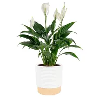 Costa Farms Medium Peace Lily in Decorative Plant Pot Costa Farms Medium Peace Lily in Decorative Plant Pot