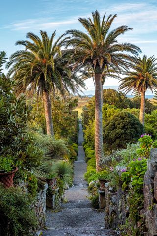 The view from the top terrace down the Neptune steps, flanked by Canary Island palms, to the sea beyond. ©Clive Nichols Garden Pictures