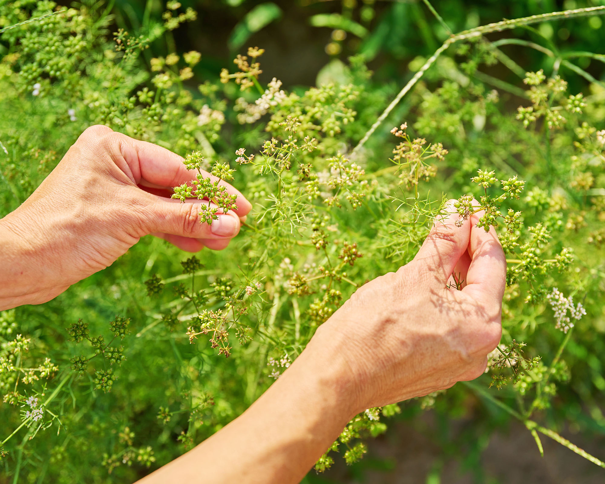 Close up of hands showing coriander plant with seed buds