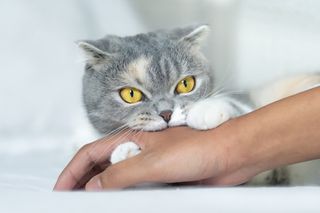 Cat biting human hand 