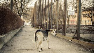 Stray dog in Chernobyl Exclusion Zone