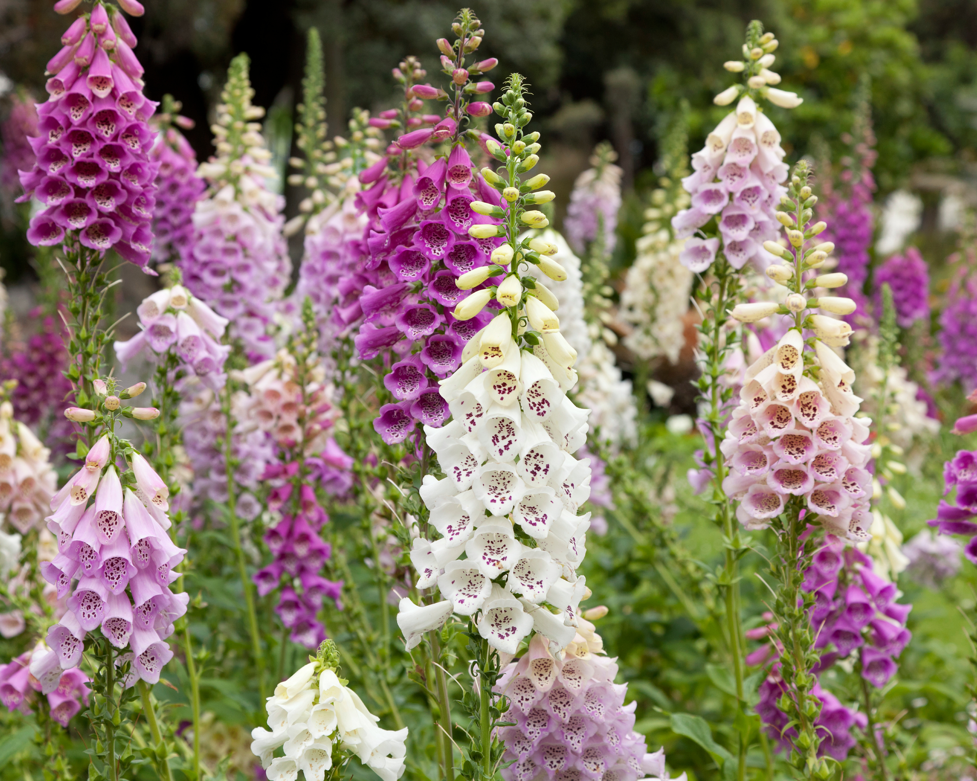 Fresh blooming purple and white foxglove in a field