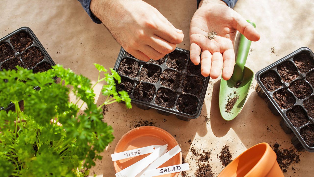 Gardener plants seeds into seed modules