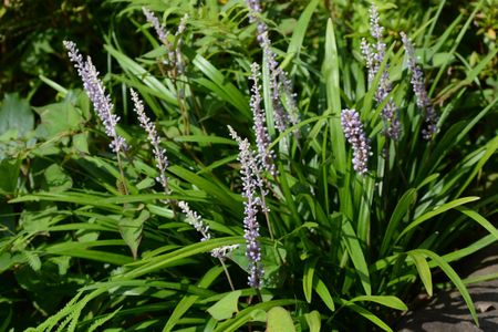 Liriope Plant