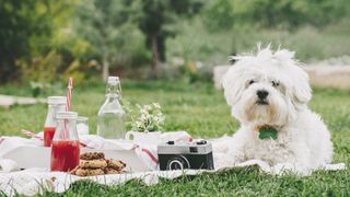white terrier having picnic