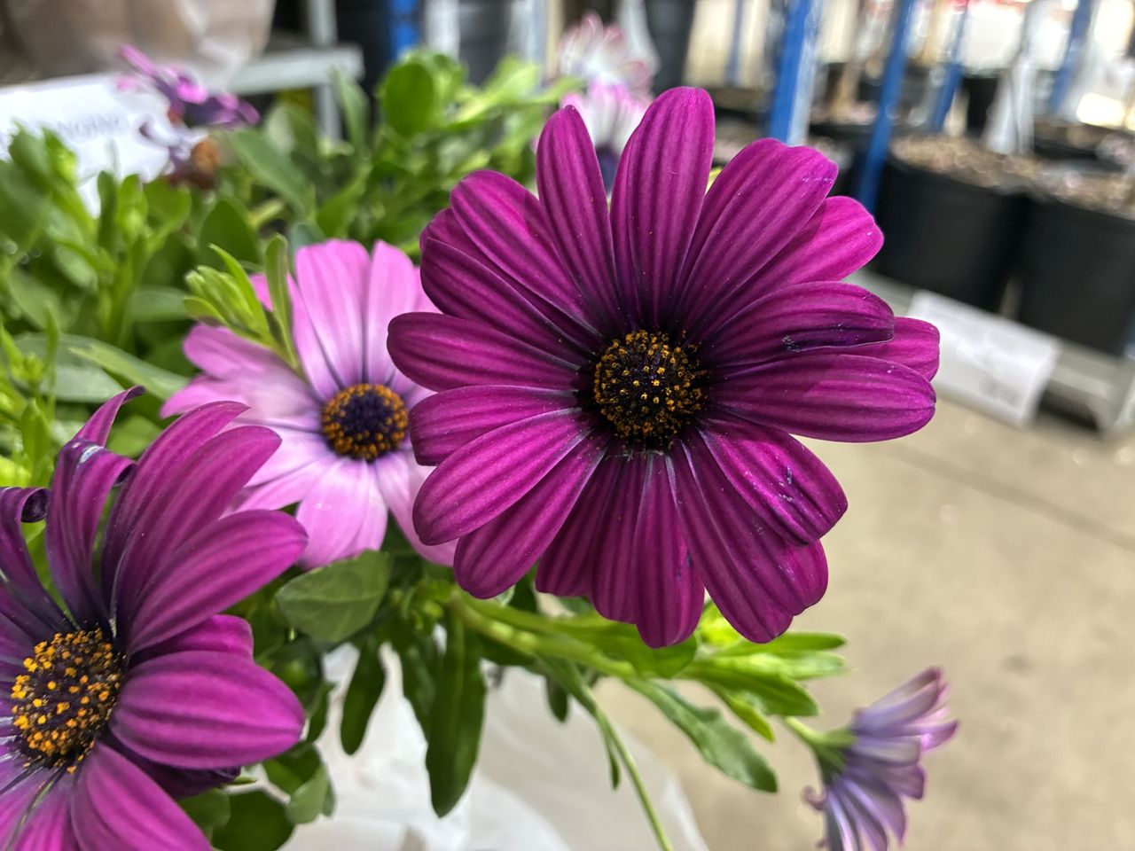 Apple iPhone 16e macro sample.
