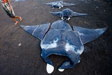 Manta and mobula rays at Bali fish market, poaching