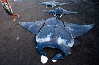 Manta and mobula rays at Bali fish market, poaching