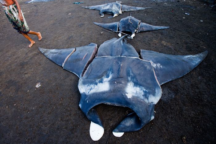 Manta and mobula rays at Bali fish market, poaching