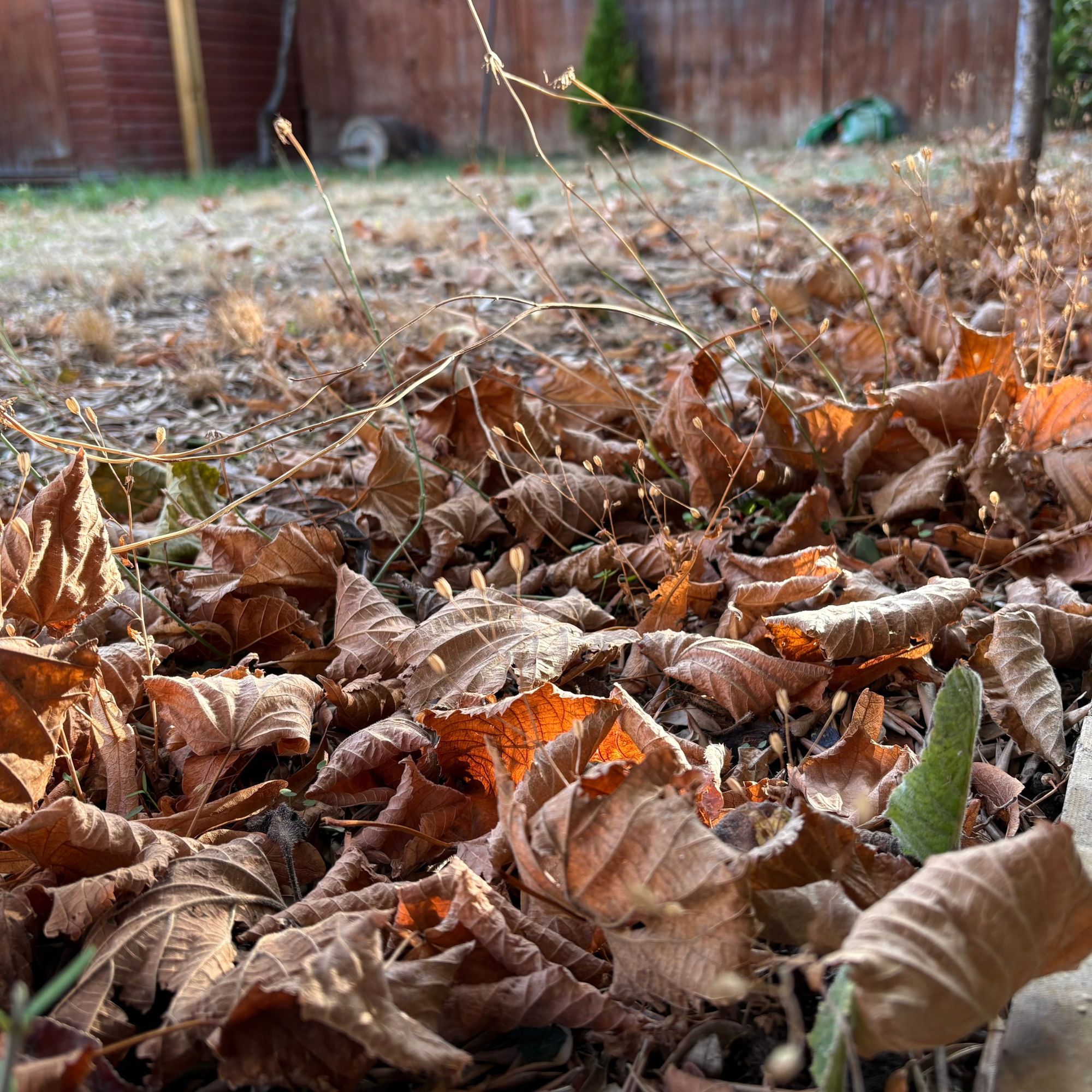 Fallen leaves in autumn garden