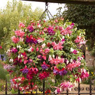 Fuchsia basket of flowers hanging above black gate with view of the garden in the back